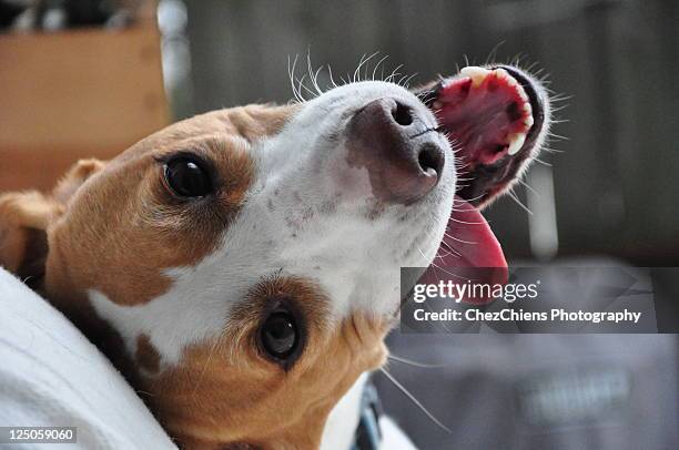 funny american foxhound face with tongue out - american foxhound stockfoto's en -beelden