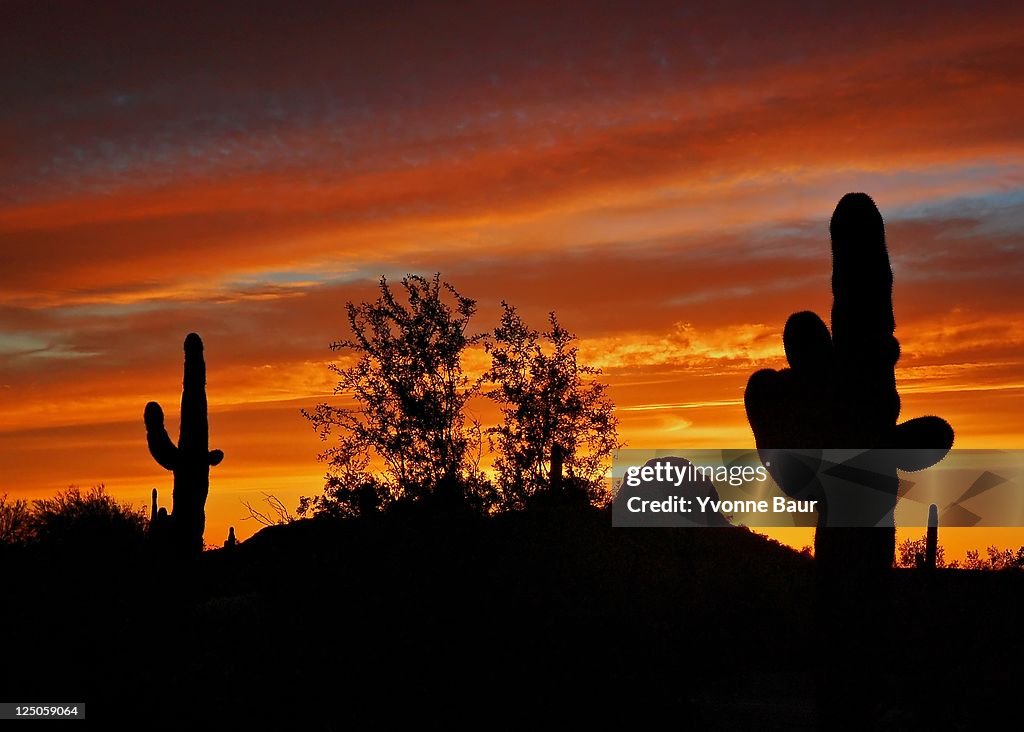 Desert botanical garden at sunset