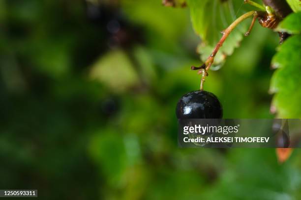 ripe blackcurrant berry after rain with green leaves. - casis fotografías e imágenes de stock