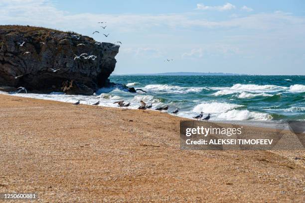 the general's beaches of the crimean peninsula on a sleepy day with clouds on the sky, with birds, cormorants, on the shore, filmed in the season of golden autumn. yellow-golden brown. - simferopol stock pictures, royalty-free photos & images
