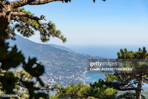 view of the resort city of yalta, on a bright sunny day, through the trunks of tall trees. - yalta stock-fotos und bilder
