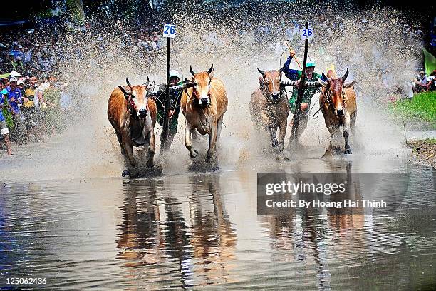 Cow Racing Thumbnail 96 Cow Racing Vietnam Stock Photos, High-Res Pictures, and Images ...