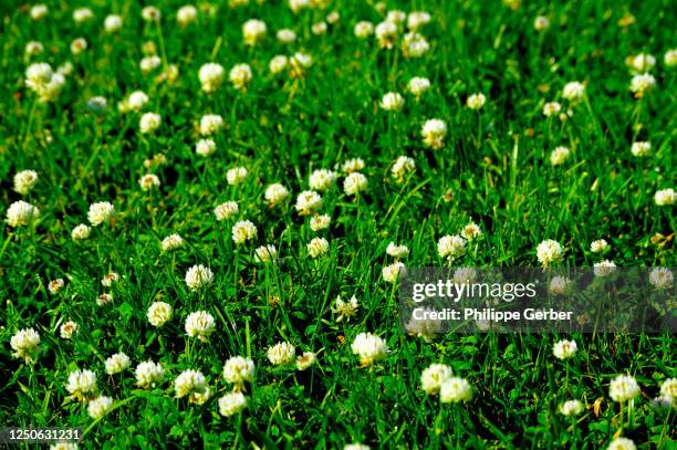 clover flowers - clover stock pictures, royalty-free photos & images