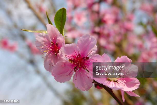 peach blossom in full bloom - 桃の花 ストックフォトと画像