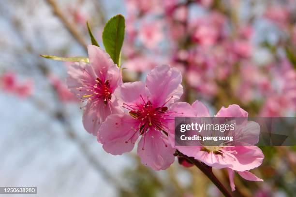 peach blossom in full bloom - perzikbloesem stockfoto's en -beelden