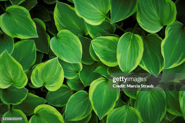 full frame lush green hosta plant background - hosta stock pictures, royalty-free photos & images