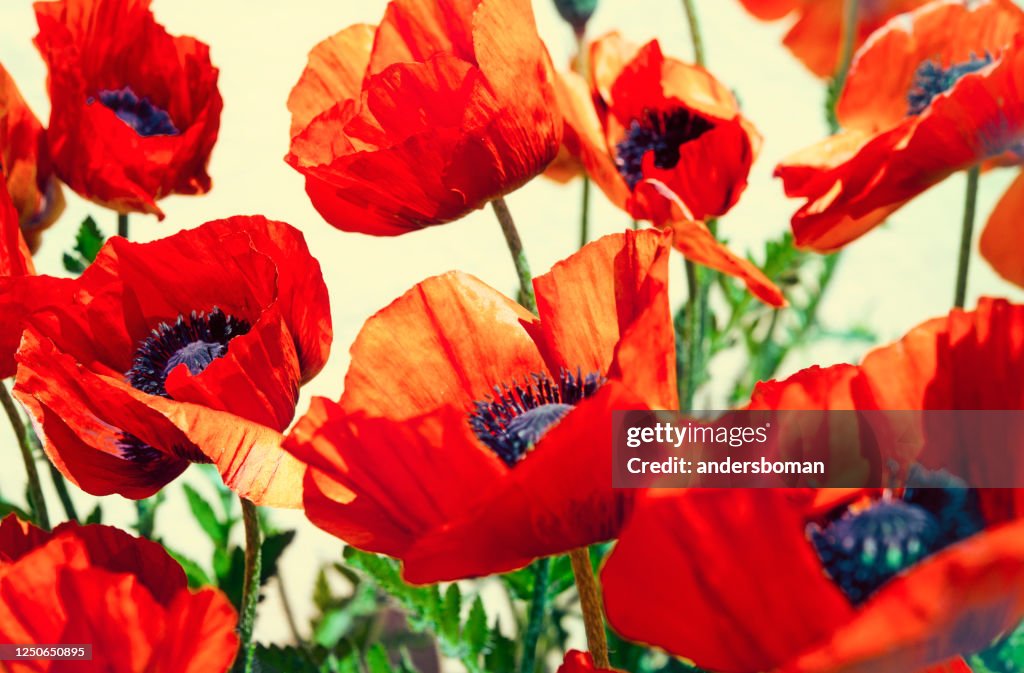 Poppy flowers retro style