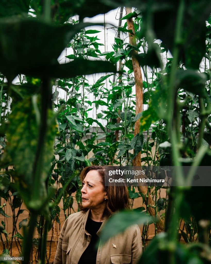 Panuka Vice President Kamala Harris vists Panuka Farm on Saturday, April 1 ...
