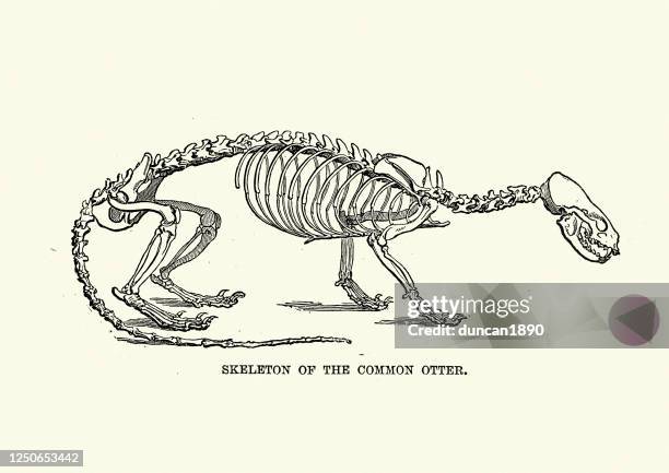 skeleton of a eurasian otter (lutra lutra) - european otter stock illustrations