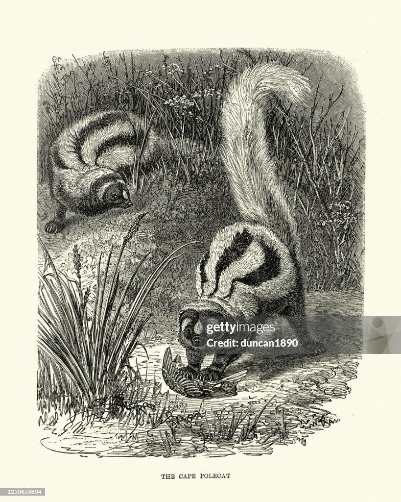 Striped polecats (Ictonyx striatus) hunting birds in undergrowth