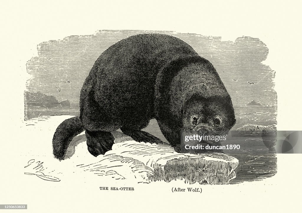 Sea otter (Enhydra lutris), marine mammal, wildlife