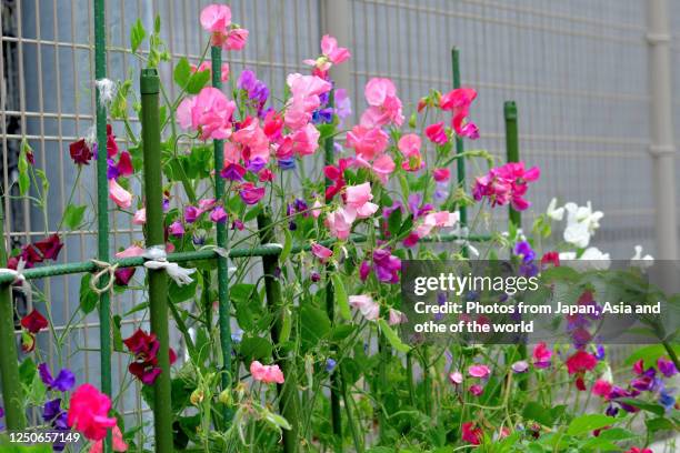 various colors of sweet pea flowers - sweet peas stock-fotos und bilder