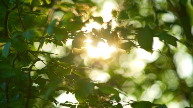바람에 흔들리는 나무의 풍부한 녹색 잎. 아름다운 둥근 보케. 태양이 빛나고 있습니다. 추상 슬로우 모션 샷