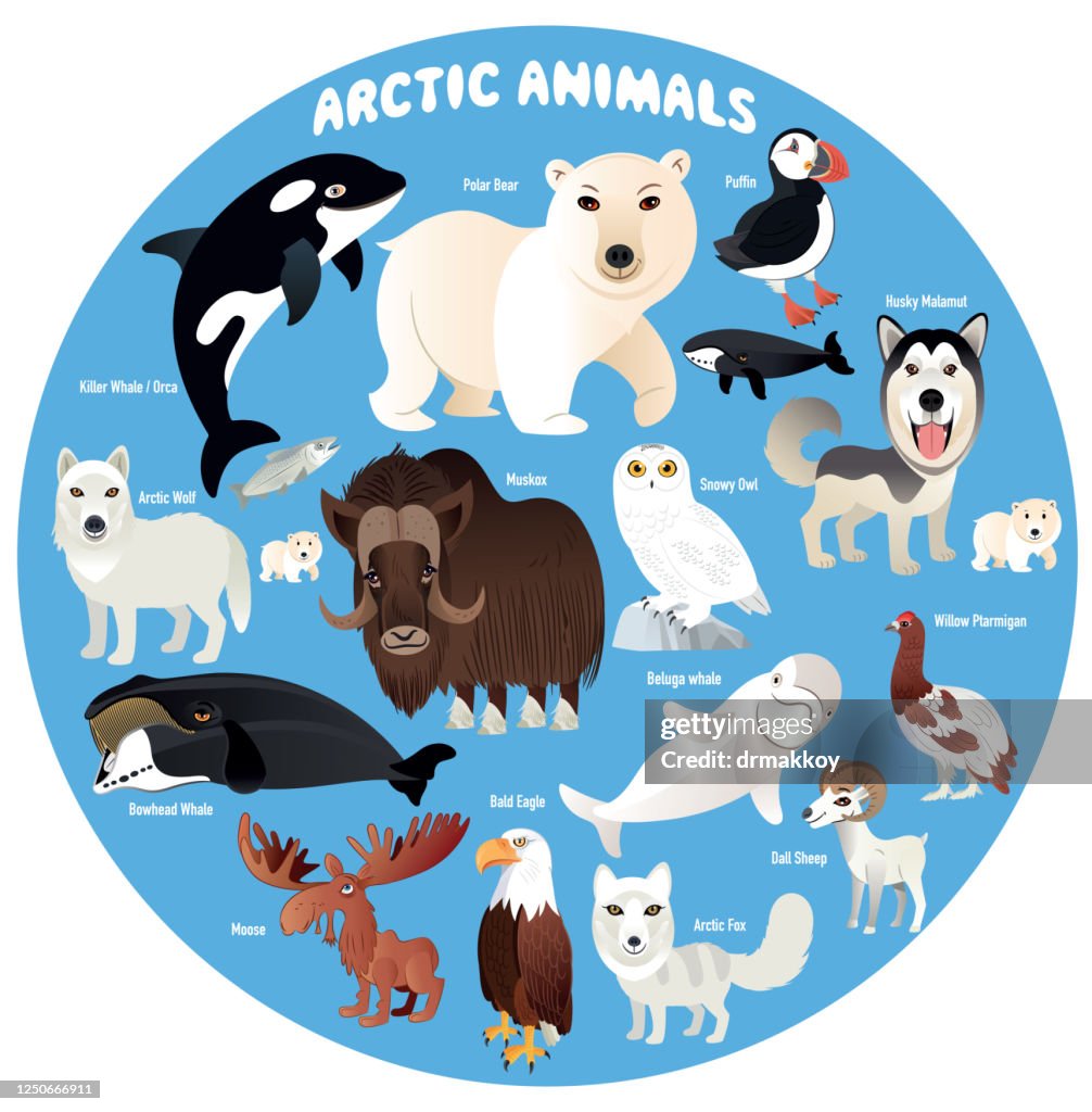 Arctic Animals High-Res Vector Graphic - Getty Images