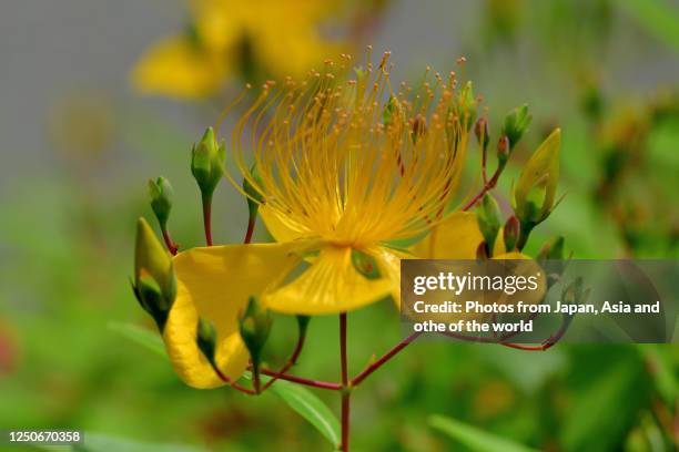 hypericum chinence / st. john's wort flower - pistil stock pictures, royalty-free photos & images