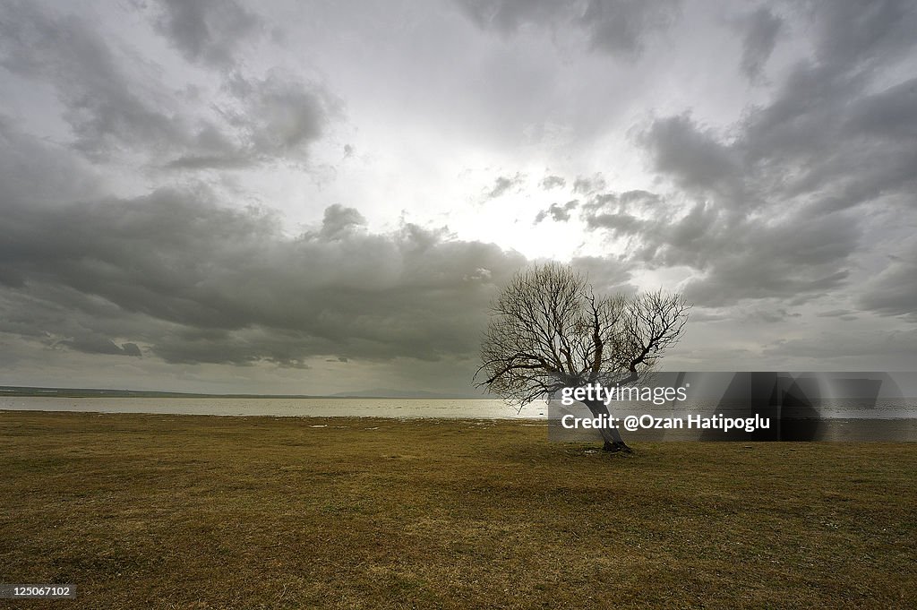 Solitude tree