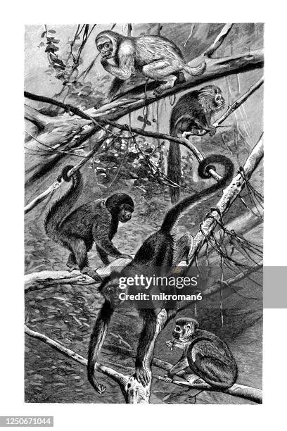 old engraved illustration of apes and monkeys. - primate stock pictures, royalty-free photos & images