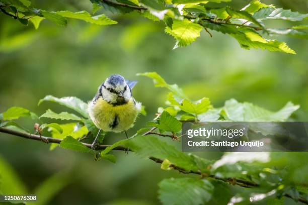 eurasian blue tit (cyanistes caeruleus) perched on a beech tree - beech trees stock-fotos und bilder