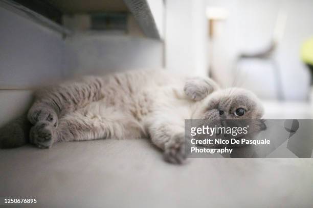 scottish fold cat - tired cat stock-fotos und bilder