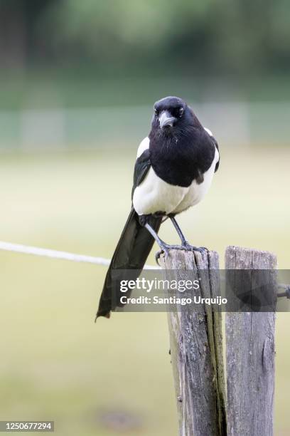 magpie perched on a pole - magpie stock pictures, royalty-free photos & images