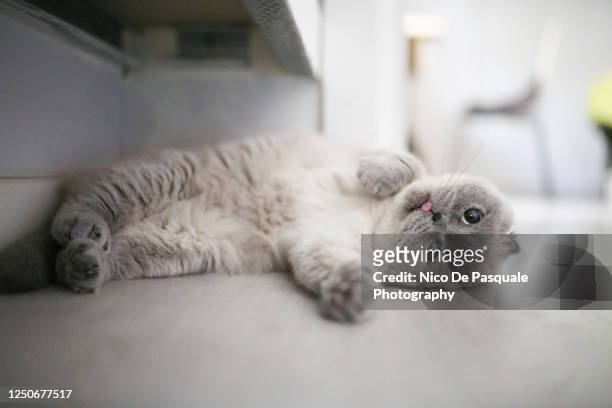 scottish fold cat - cat sticking tongue out stock pictures, royalty-free photos & images