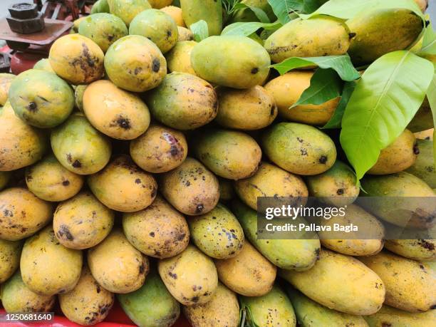 ripe mango fruits, this variety called dussheri is much loved - mango tree stock-fotos und bilder