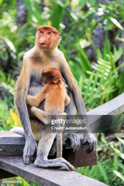 a baby proboscis monkey hugging its mother - proboscis monkey stock pictures, royalty-free photos & images