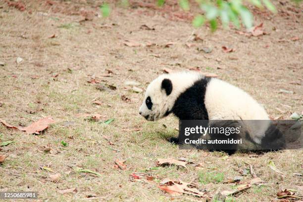 one panda cub walking on the ground - cucciolo di animale foto e immagini stock