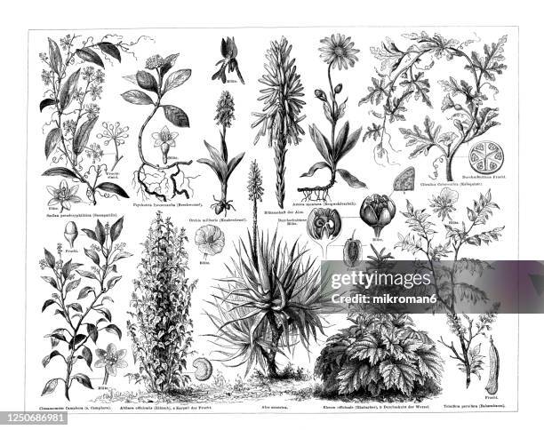 old engraved illustration of a medicinal plants - marsh mallow plant stock pictures, royalty-free photos & images