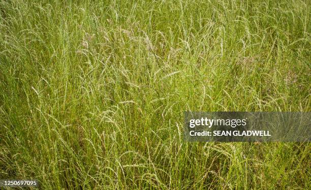 green grass meadow - long grass stock pictures, royalty-free photos & images