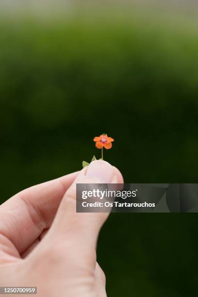 tiny little orange red flower on a hand - single object nature stock pictures, royalty-free photos & images