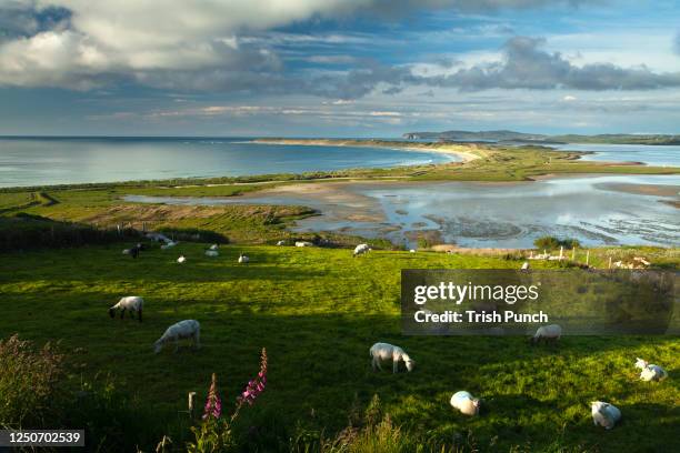 magheraroarty beach on the wild atlantic way in donegal in ireland. - condado de donegal fotografías e imágenes de stock