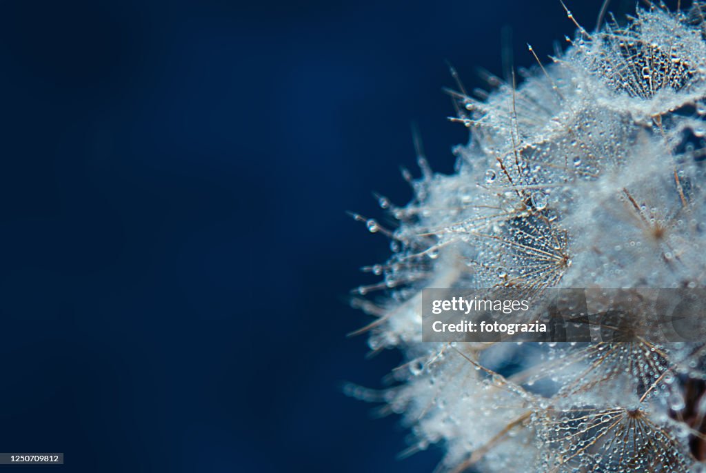 Macro Dandelion with Morning Dew