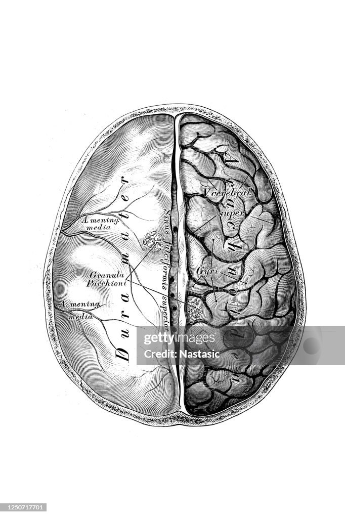 Brain Shell Nothing The Brain With Its Shells Top View High-Res Vector Graphic - Getty Images
