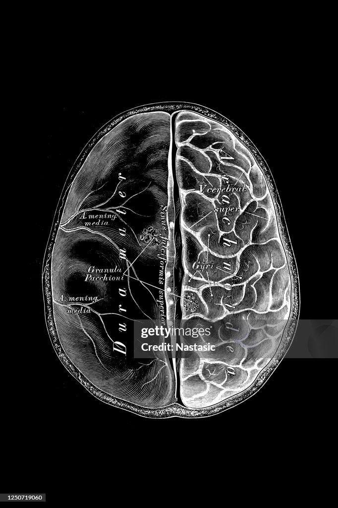 Brain Shell The Brain With Its Shells Top View High-Res Vector Graphic - Getty Images