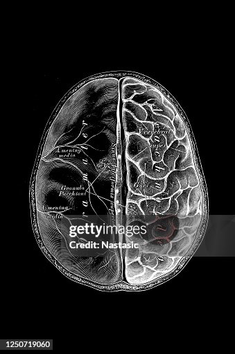 Saeed Shell The Brain With Its Shells Top View High-Res Vector Graphic - Getty Images