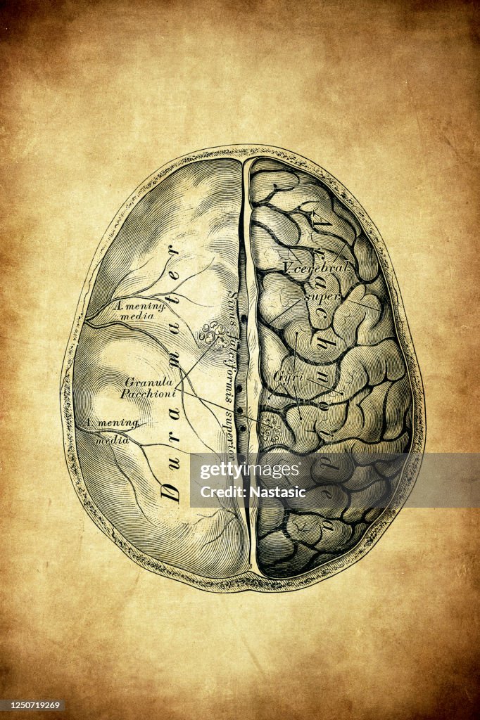 The Brain With Its Shells Top View High-Res Vector Graphic - Getty Images