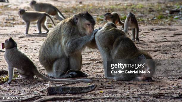 monkeys having some fun - animals in the wild foto e immagini stock