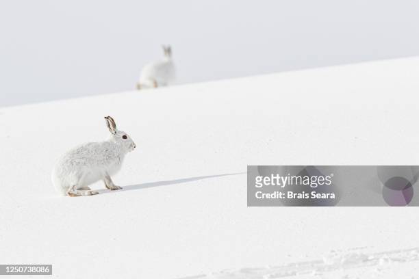 mountain hare (lepus timidus) on snow. - lagomorfos fotografías e imágenes de stock