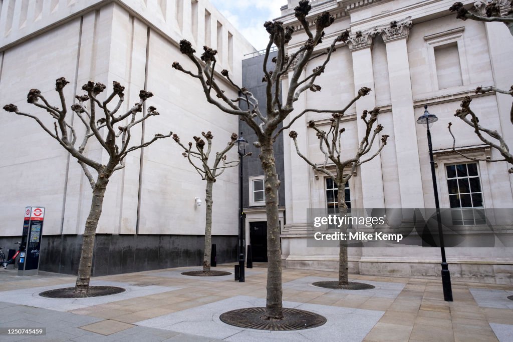 Pollarded Pollarded trees create a graphic and ordered urban landscape behind ...