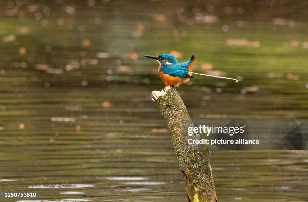 March 2023, Berlin: , Berlin. A common kingfisher stands on a branch sticking out of the water in a pond in Berlin's Tiergarten in light rain,...