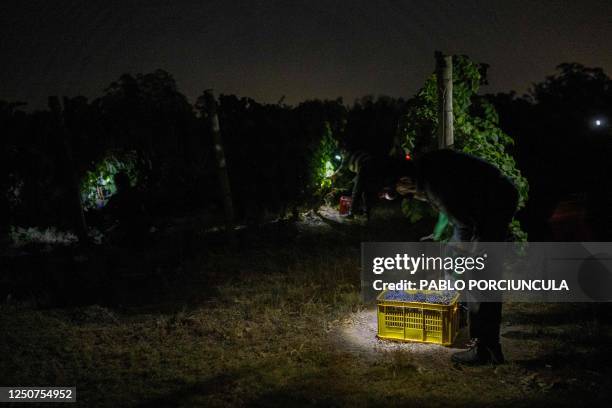 Worker cuts a bunch of grapes during the harvest at Bouza winery in Melilla, Uruguay on March 13, 2023. - More than 10,000 km from its origins in...