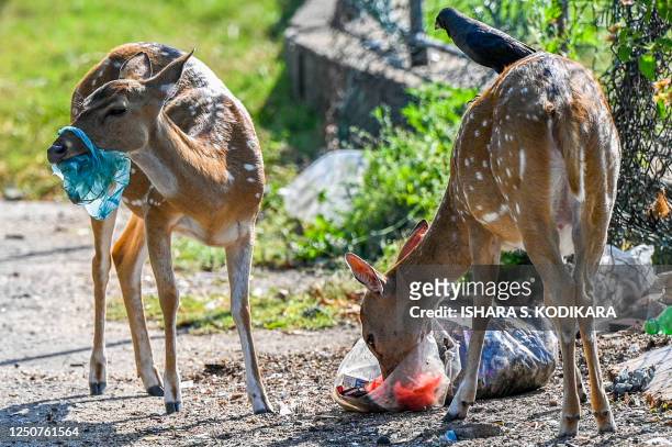 Wild deer rummage through garbage dumped at an open ground in Sri Lanka's district of Trincomalee on April 4, 2023.