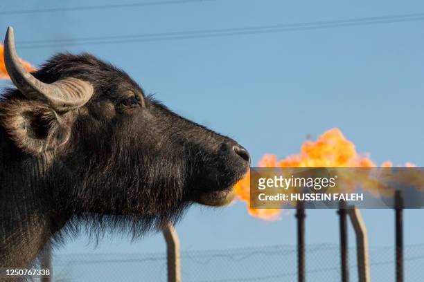 Water buffalo grazes in a field in front of the Nahr Bin Omar oil field and facility near Iraq's southern port city of Basra, on April 4, 2023. Major...