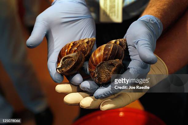 Giant African land snails are shown to the media as the Florida Department of Agriculture and Consumer Services announces it has positively...