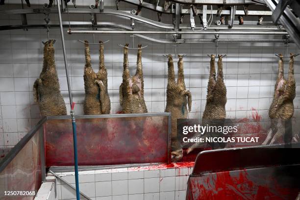 Lambs are killed and hung just after being stunned at a slaughterhouse in Sisteron, southern France on April 3 ahead of the Easter weekend. The...