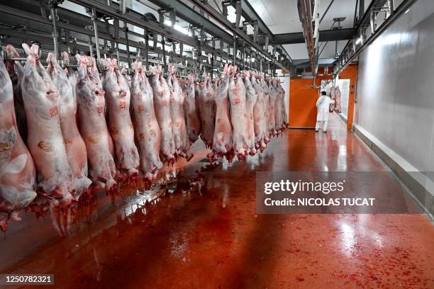 Worker moves carcasses of slaughtered lambs in a refrigerated room at a slaughterhouse in Sisteron, southern France on April 3 ahead of the Easter...