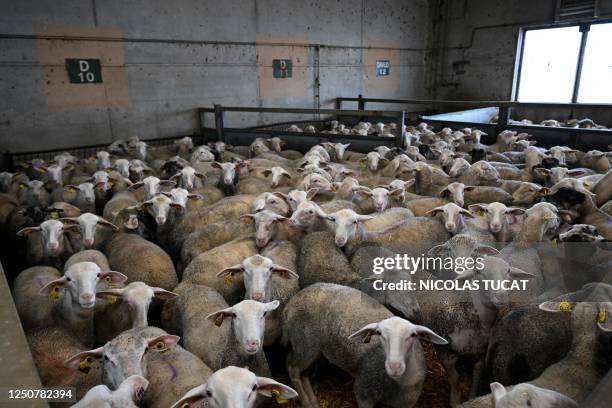 Lambs stand inside an enclosure after their arrival at a slaughterhouse in Sisteron, southern France on April 3 ahead of the Easter weekend. The...