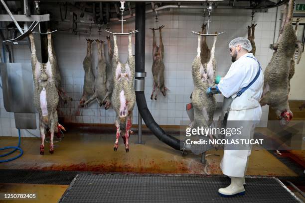 Worker skins off slaughtered lambs at a slaughterhouse in Sisteron, southern France on April 3 ahead of the Easter weekend. The Sisteron...