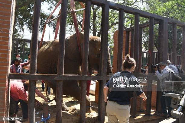 Noor Jehan, an ill elephant, is being treated by foreign veterinarians from the international animal welfare charity Four Paws at zoo in Karachi,...